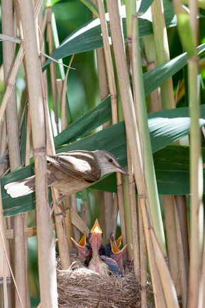 Nest of the Great Reed Warbler (Acrocephalus arundinaceus) in the nature.の写真素材
