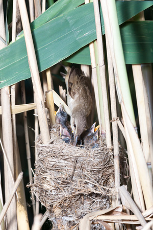 Nest of the Great Reed Warbler (Acrocephalus arundinaceus) in the nature.の写真素材