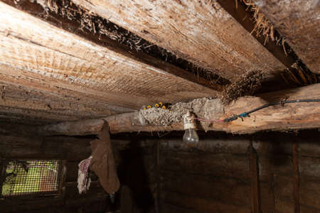 Hirundo rustica. The nest of the Barn Swallow in nature. Russia, the Ryazan region (Ryazanskaya oblast), the Pronsky District, Denisovo.の写真素材