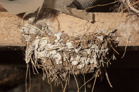 Hirundo rustica. The nest of the Barn Swallow in nature. Russia, the Ryazan region (Ryazanskaya oblast), the Pronsky District, Denisovo.の写真素材