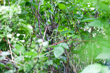 Nest of the Blyth's Reed Warbler (Acrocephalus dumetorum) with bird.