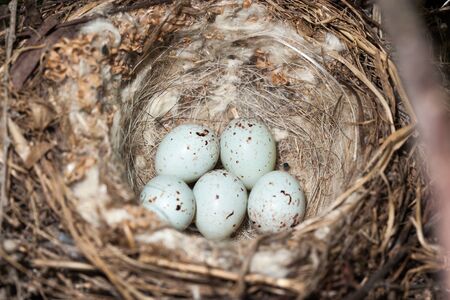 Acanthis cannabina. The nest of the Linnet in nature.の写真素材