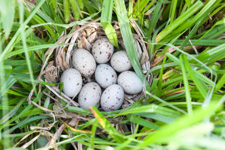 Nest of the Moorhen (Gallinula chloropus) in the nature with eggs.の写真素材