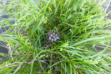 Nest of the Moorhen (Gallinula chloropus) in the nature with eggs.の写真素材