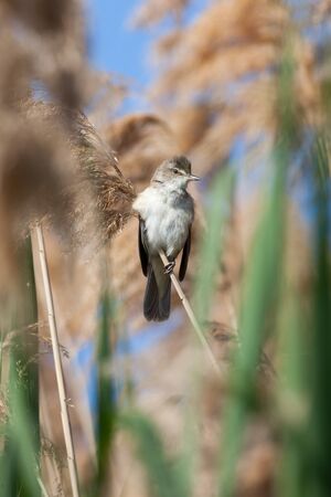 Great Reed Warbler (Acrocephalus arundinaceus).Wild bird in a natural habitat.の写真素材
