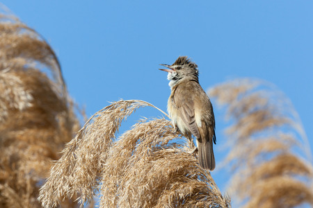 Great Reed Warbler (Acrocephalus arundinaceus).Wild bird in a natural habitat.の写真素材