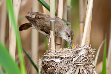 Nest of the Great Reed Warbler (Acrocephalus arundinaceus) in the nature.の写真素材