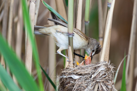 Nest of the Great Reed Warbler (Acrocephalus arundinaceus) in the nature.の写真素材