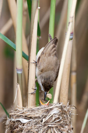 Nest of the Great Reed Warbler (Acrocephalus arundinaceus) in the nature.の写真素材