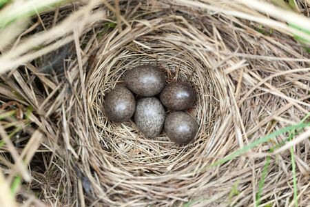 Anthus trivialis. The nest of the Tree Pipit in nature. Russia, the Ryazan region (Ryazanskaya oblast), the Pronsky District.の写真素材