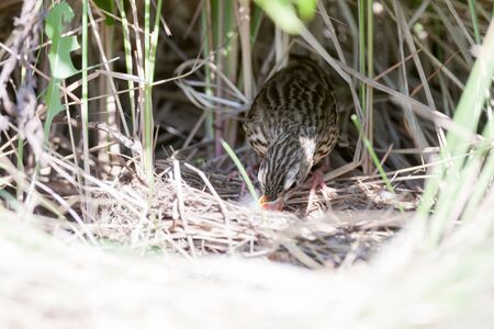 Anthus trivialis. The nest of the Tree Pipit in nature. Russia, the Ryazan region (Ryazanskaya oblast), the Pronsky District.の写真素材