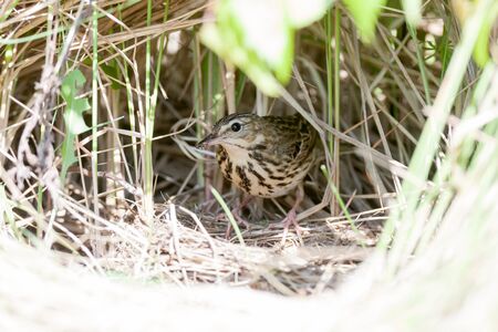 Anthus trivialis. The nest of the Tree Pipit in nature. Russia, the Ryazan region (Ryazanskaya oblast), the Pronsky District.の写真素材
