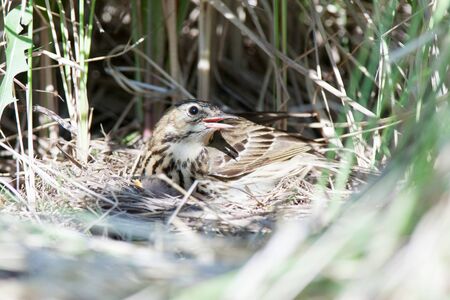 Anthus trivialis. The nest of the Tree Pipit in nature. Russia, the Ryazan region (Ryazanskaya oblast), the Pronsky District.の写真素材
