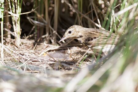 Anthus trivialis. The nest of the Tree Pipit in nature. Russia, the Ryazan region (Ryazanskaya oblast), the Pronsky District.の写真素材