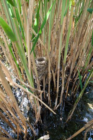Nest of the Great Reed Warbler (Acrocephalus arundinaceus) in the nature.の写真素材