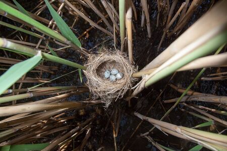 Nest of the Great Reed Warbler (Acrocephalus arundinaceus) in the nature.の写真素材