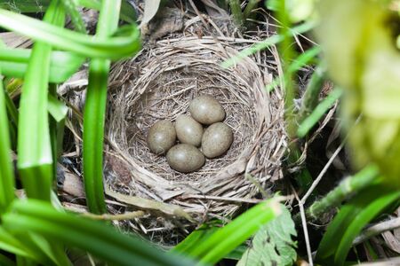 Acrocephalus schoenobaenus. The nest with eggs of the Sedge Warbler in nature.の写真素材
