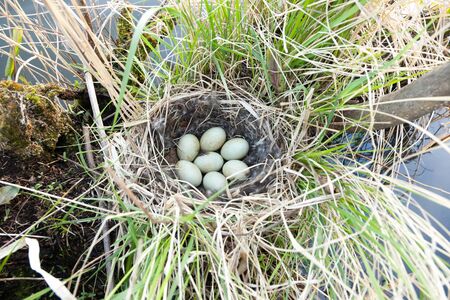 Anas platyrhynchos. The nest of the Mallard in nature.の写真素材