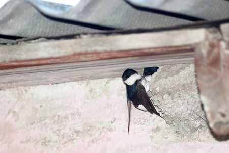 Delichon urbica. The nest of the House Martin in nature.  Denisovo. Ryazan region, Pronsky area. Russia.の写真素材