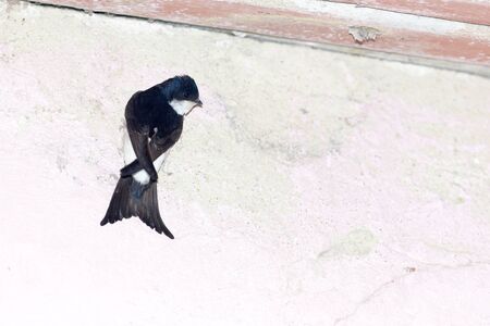 Delichon urbica. The nest of the House Martin in nature.  Denisovo. Ryazan region, Pronsky area. Russia.の写真素材