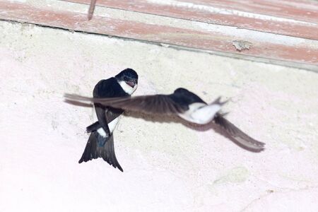 Delichon urbica. The nest of the House Martin in nature.  Denisovo. Ryazan region, Pronsky area. Russia.の写真素材