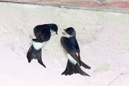 Delichon urbica. The nest of the House Martin in nature.  Denisovo. Ryazan region, Pronsky area. Russia.の写真素材