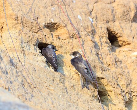 Sand Martin (Riparia riparia).Wild bird in a natural habitat.の写真素材