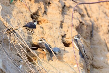 Sand Martin (Riparia riparia).Wild bird in a natural habitat.の写真素材