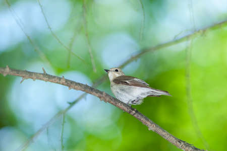Timirjazevsky park, Moscow. Russia. Pied Flycatcher (Ficedula hypoleuca, Muscicapa hypoleuca).の写真素材
