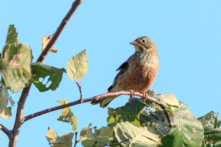Ortolan Bunting (Emberiza hortulana). Russia, the Ryazan region (Ryazanskaya oblast), the Pronsky District, Kisva.の写真素材