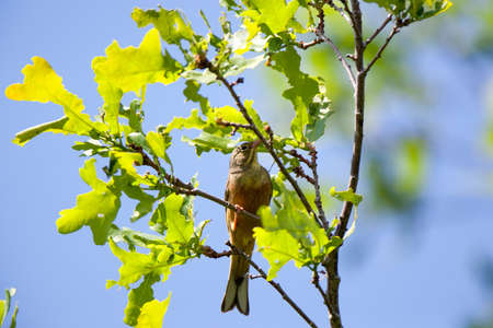 Ortolan Bunting (Emberiza hortulana). Russia, the Ryazan region (Ryazanskaya oblast), the Pronsky...