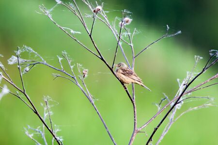 Ortolan Bunting (Emberiza hortulana). Russia, the Ryazan region (Ryazanskaya oblast), the Pronsky District, Kisva.の写真素材