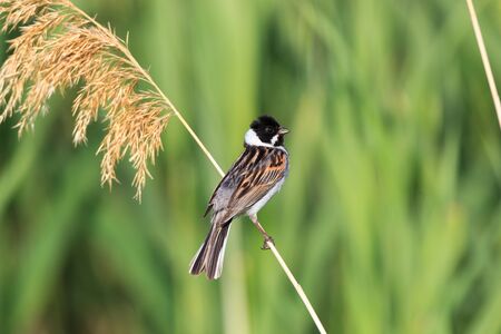 Reed Bunting (Emberiza schoeniclus, Schoeniclus schoeniclus). Russia.の写真素材