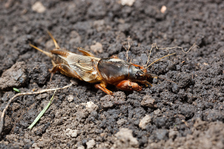 European mole cricketの写真素材