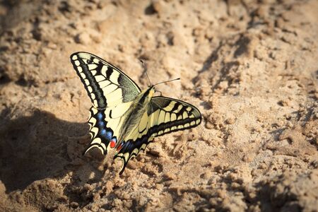 Butterfly. Papilio machaon, Old World Swallowtail.の写真素材