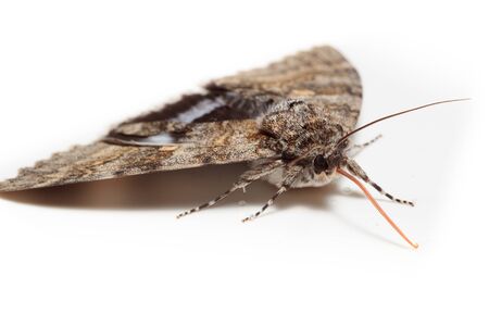 Catocala fraxini, Blue underwing. Butterflyの写真素材