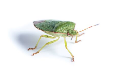 Palomena prasina, Green shield bug. Green insectの写真素材