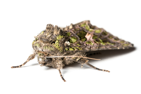 Butterfly, Trachea atriplicis, Orache Moth.の写真素材