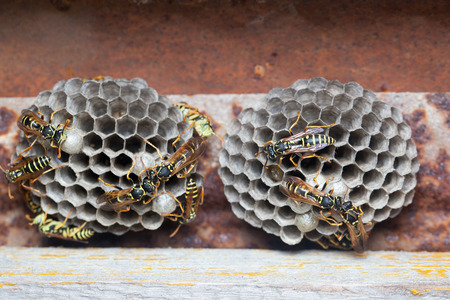 Polistes nimpha, Paper Wasp. Denisovo. Russia