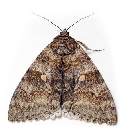 Catocala fraxini, Blue underwing. Butterflyの写真素材