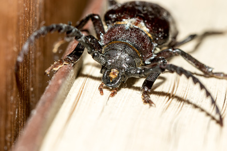 Prionus coriarius, Sawing Beetle. female