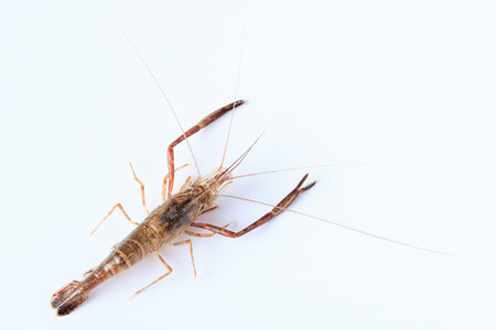 Macrobrachium nipponense, Shrimp. Introduced speciesDenisovo, Ryazan region, Pronsky area. Russiaの写真素材