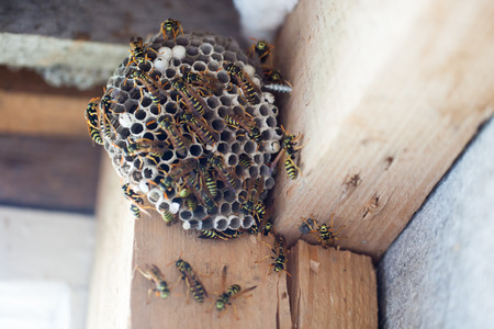 Polistes nimpha, Paper Wasp. Denisovo. Russiaの写真素材