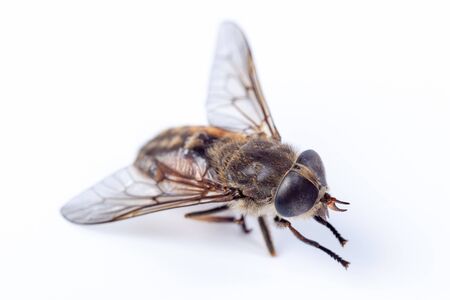 Tabanus bovinus, Pale giant horse-fly.  Denisovo. Ryazan region, Pronsky area. Russia.の写真素材