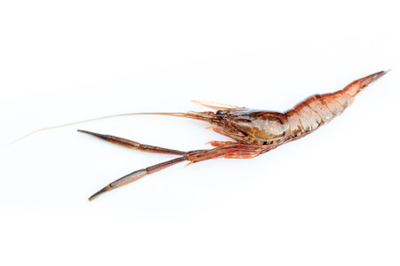 Macrobrachium nipponense, Shrimp. Introduced species
Denisovo, Ryazan region, Pronsky area. Russiaの写真素材
