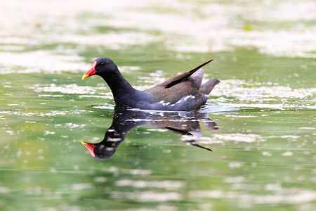Moorhen (Gallinula chloropus).  Russia,  Moscow, Botanical Garden of the Russian Academy of...