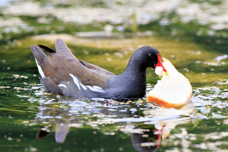 Moorhen (Gallinula chloropus).  Russia,  Moscow, Botanical Garden of the Russian Academy of Sciences.の写真素材