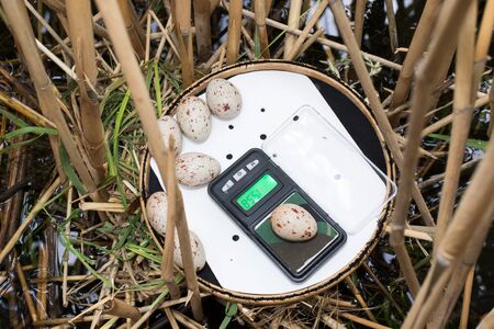 Gallinula chloropus. The nest of the Moorhen in nature.  Russia. Russia, the Ryazan region (Ryazanskaya oblast), the Pronsky District.の写真素材