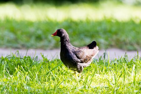 Moorhen (Gallinula chloropus).  Russia,  Moscow, Botanical Garden of the Russian Academy of Sciences.の写真素材