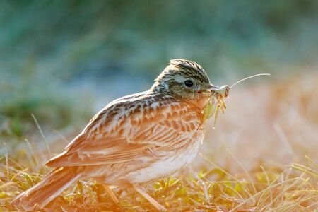 Skylark (Alauda arvensis). Russia. Russia, the Ryazan region (Ryazanskaya oblast), the Pronsky District.の写真素材